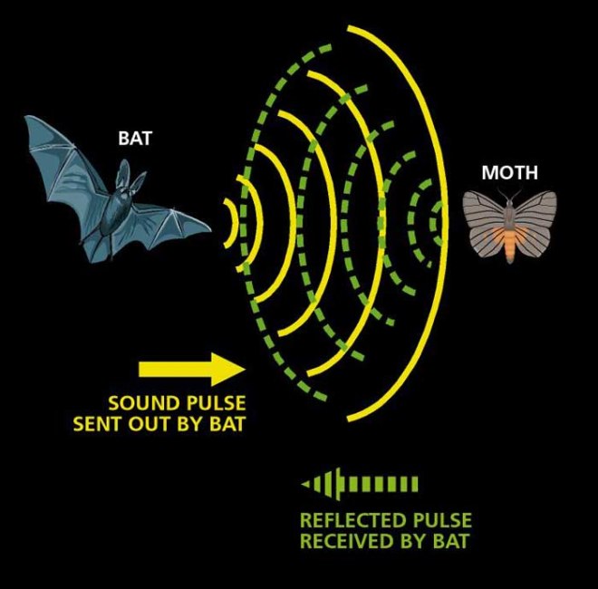 Human-Speech-and-Bat-Sonar-The-Same-Basis-2